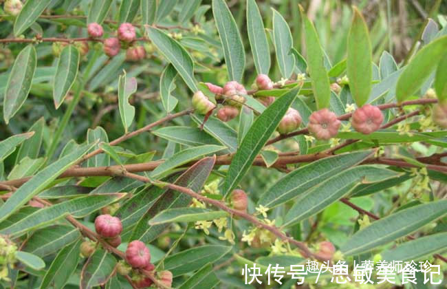 药用价值|若你在家乡有幸见到它们,请好好珍惜,药用价值极高,可遇不可求