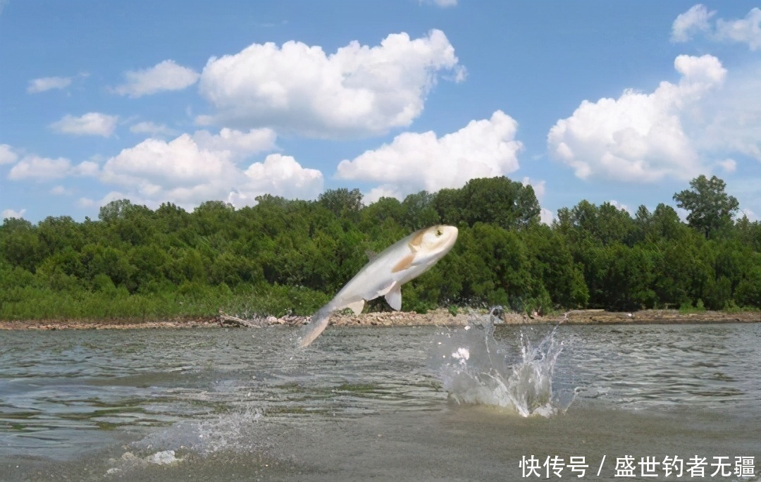 钓技再高，没鱼也白瞎钓点是否有鱼，看这二点足够！——盛世三渔