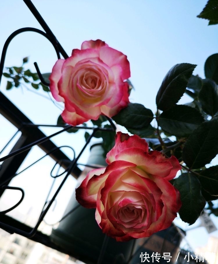 最适合新手养的花，沾土就能活，漂亮好养，还能散发清香