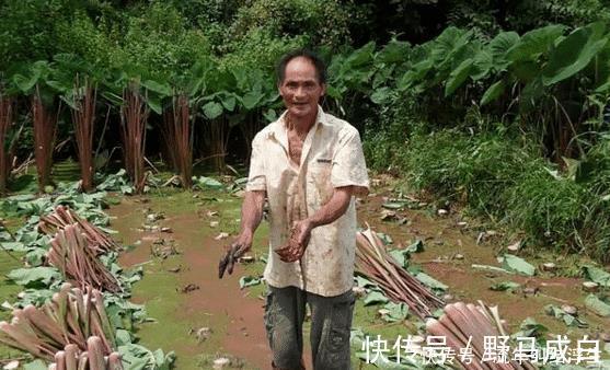 酸菜|原产自我国，曾是农民的救命粮，叶梗腌酸菜是一绝，不知道可惜了