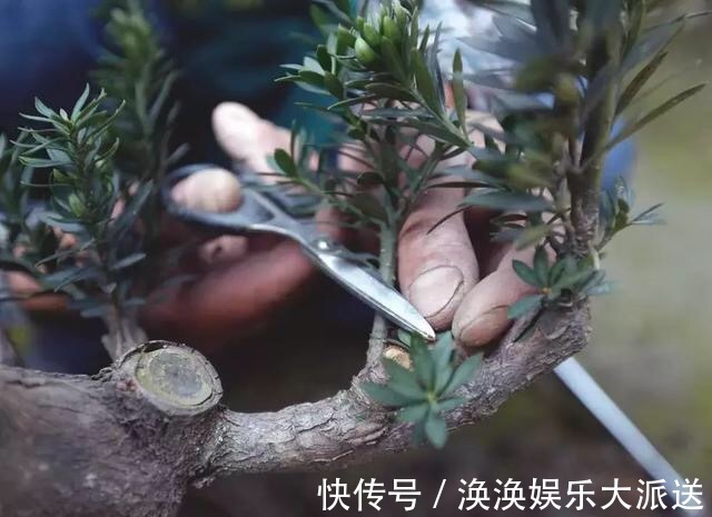 养花修剪“学问大”，老花匠教你怎么修剪，才能突突冒花！