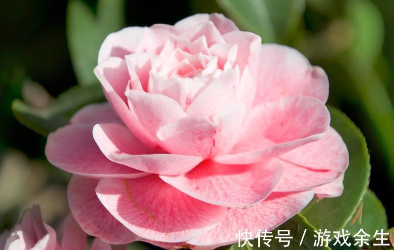 山茶花花小不鲜艳，做好这几点养护，花大又艳丽