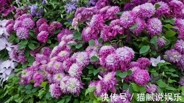 这9种花园,随便1个都美上天了,有一种这辈子就满足了!