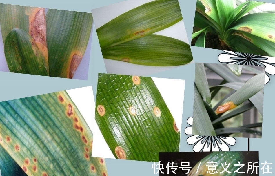 君子兰常见的介壳虫有哪些？如何防治，见效快?