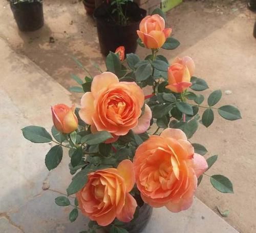  夏洛特夫人|三款最经典的月季，家里有阳台定要养几棵，香味扑鼻，月月都开花