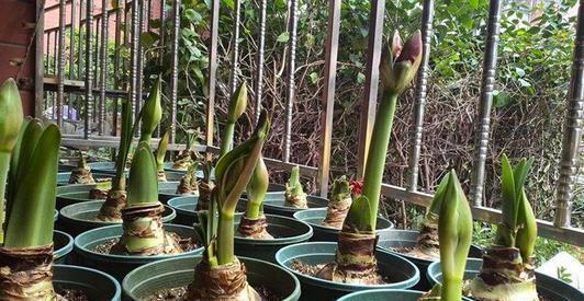 一种“大胖花”,埋土里2个月,不用管它,窜满花箭,开花大又多