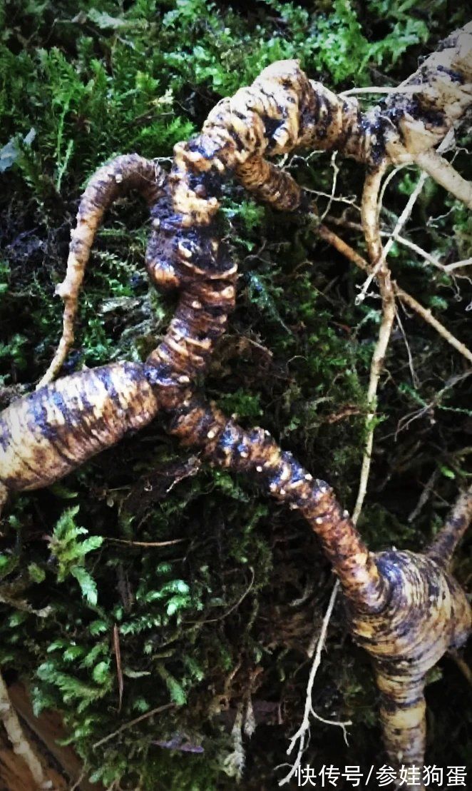 野生人参纯度鉴别