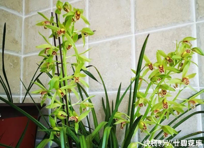 这花公认难养,冬天室内要注意,放外面冻20天,开花多又香