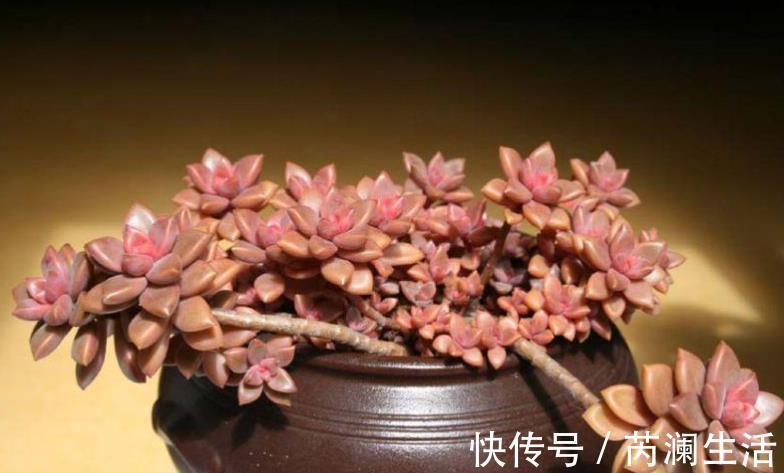 刚开始接触多肉选这“6种”,皮实耐养不易死,养出状态也很美!