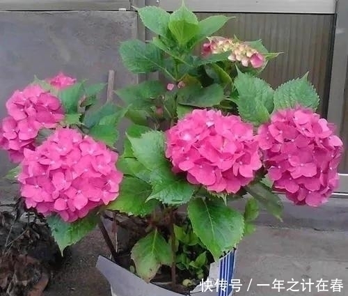 三角梅|4种花,赶紧搬出去养,风吹加日晒,早早冒“花芽”