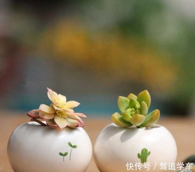 小花|多肉用土要谨慎,用了“铺面石”养一盆死一盆,想过夏赶紧换土!