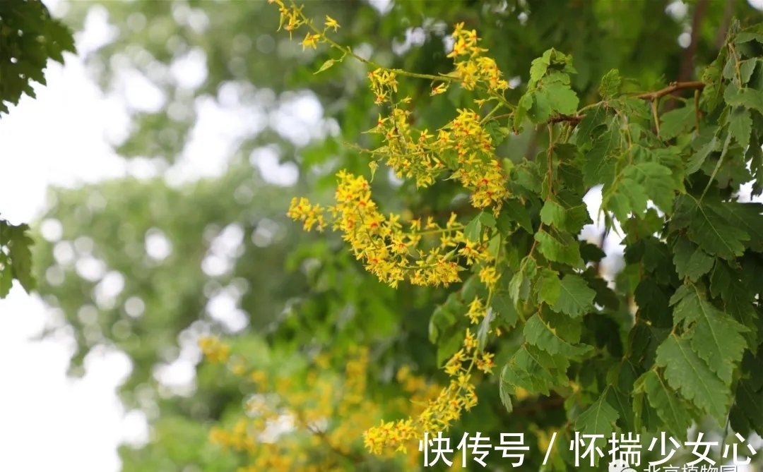 栾树花开缀枝头 树满黄金醉怡人