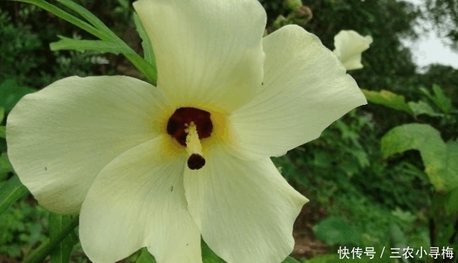 农村一种野菜浑身是宝, 野生的快灭绝了, 种子150元一斤