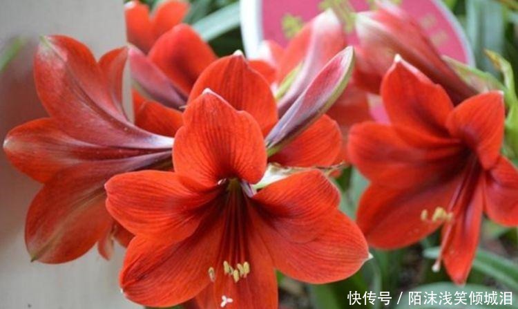 养花就养这几款,全年开花不停,花大服盆快,沾点水就疯长