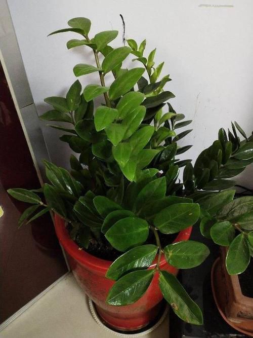 想让金钱树永远不黄叶,现在立马做好这些事,叶子油嫩宽厚真喜人