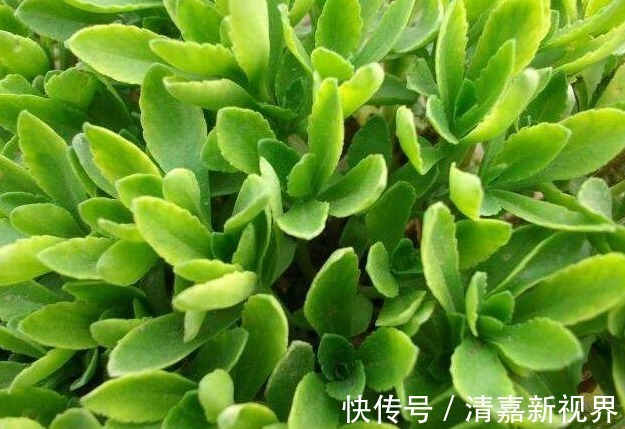 血脂|夏天多吃以下几种野菜，可降血压血脂、活血化瘀、益气强心