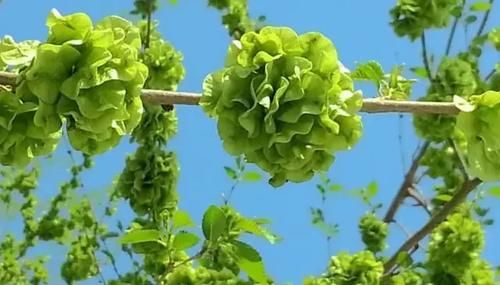 亳州人初春的快乐，你根本想不到！