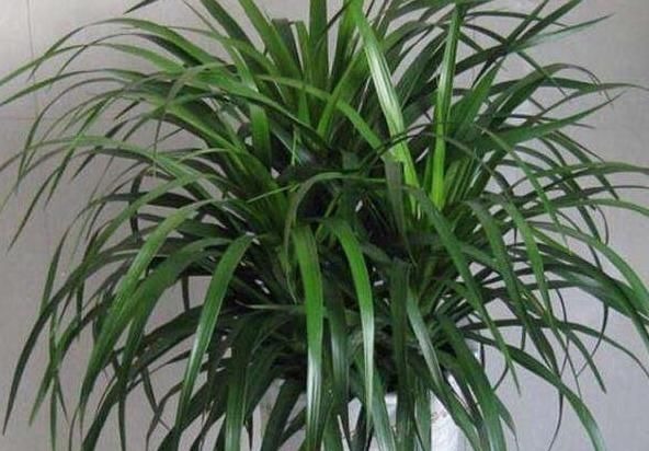 使用硫酸亚铁,“靠谱”方法教给你,植物不黄叶,北方花友都喜欢