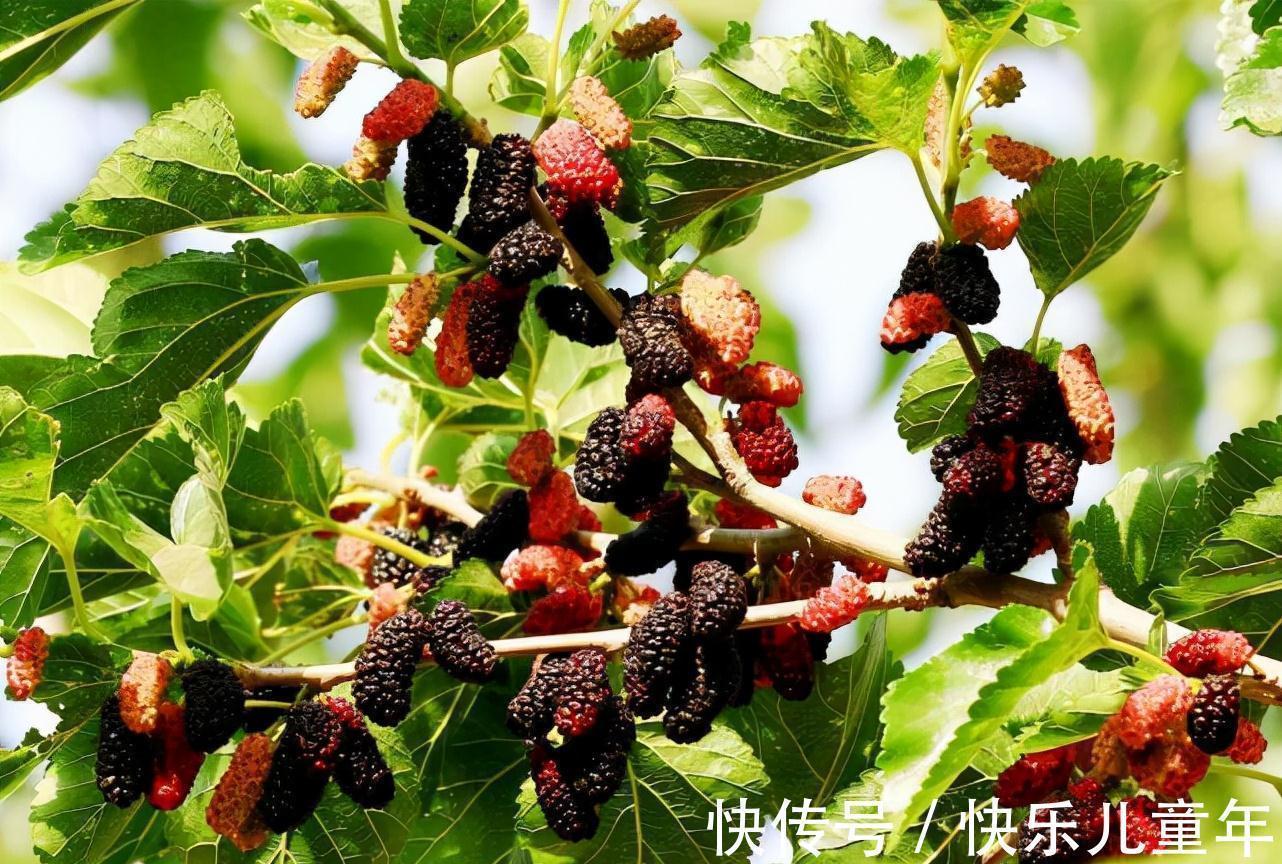 砍伐|农村这四种野果,即便见过三种也不多,更别说吃过了