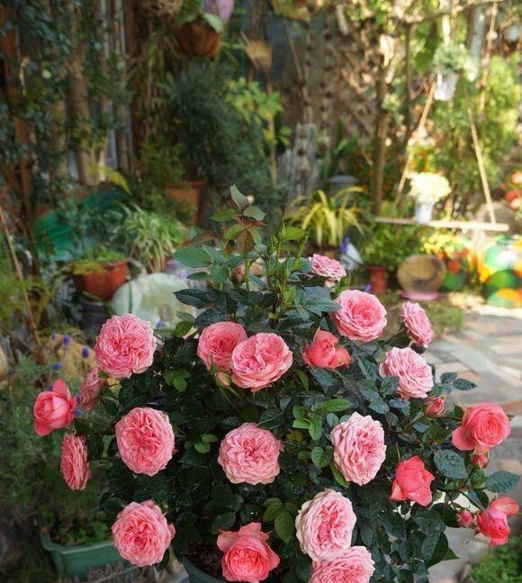 白霜|花盆中一旦发现“它”,别犹豫抓紧翻盆换土,否则花儿活不长久