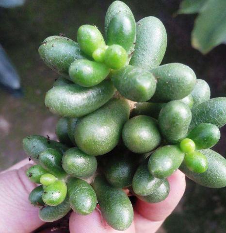 在家盆栽4款多肉要小心，它们对健康有害，需早点丢出去