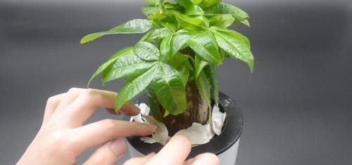 小窍门|不管多难养的花,浇水时加点它,不黄叶还不烂根,比花肥还好用