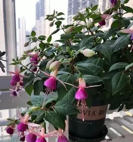 修剪|1种花，花型奇特，花期长，枝条插土10天能生根，比绿萝漂亮100倍