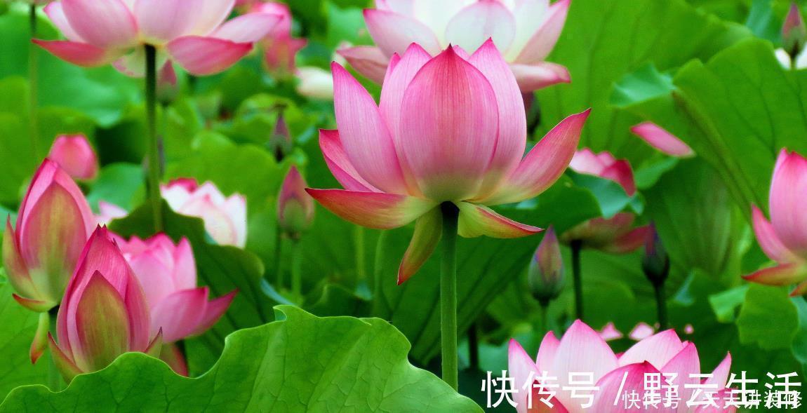 中国传统十大名花你知道多少？各有千秋，看过后就像拥有！