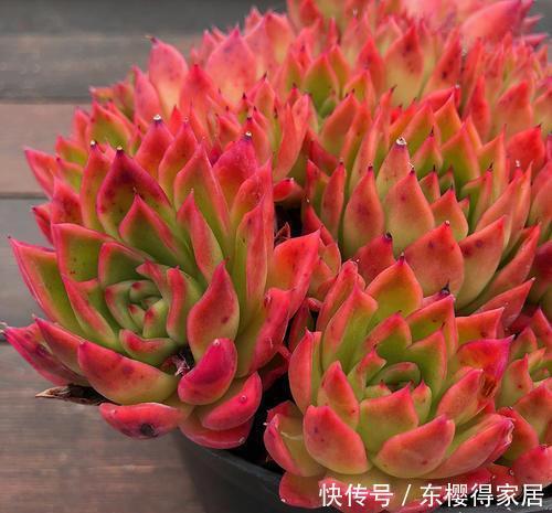 为您整理20款红色系多肉,热情奔放,总有一款是你迷恋的!