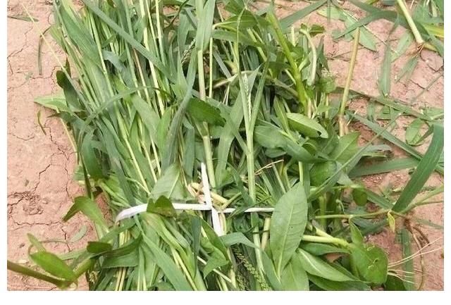 野生大草鱼太狡猾，不肯吃商品饵，唯独这种传统钓法才好使！