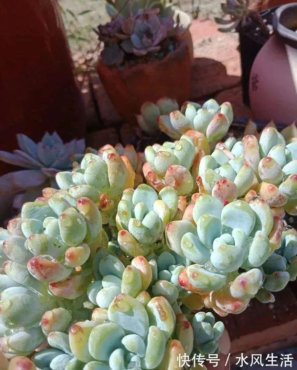 特玉莲|超爱爆小崽的5种多肉,种盆里长的密密麻麻,都装不下了!