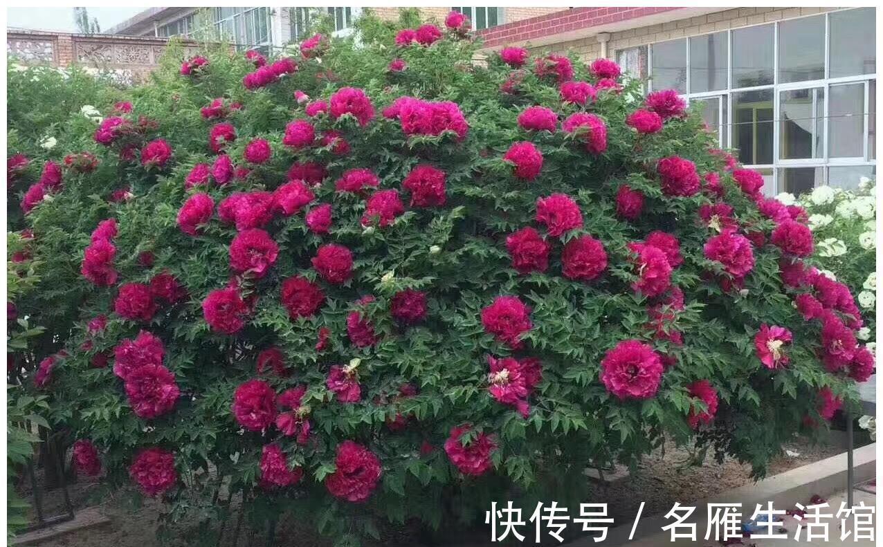 北方地区|4种“漂亮花”,能活一百年,长寿又富贵,越养越值钱