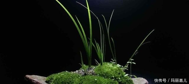 小时候妈妈炖鱼常放的一种野菜,在农村很常见,提神解困你认识吗