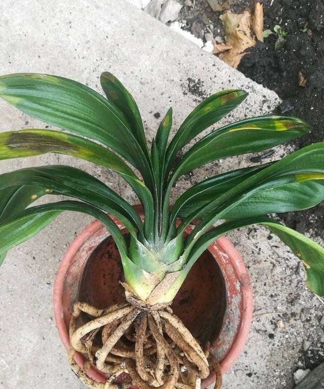 君子兰“烂根”别扔了，1种药水泡一泡，20天生根，长得更旺