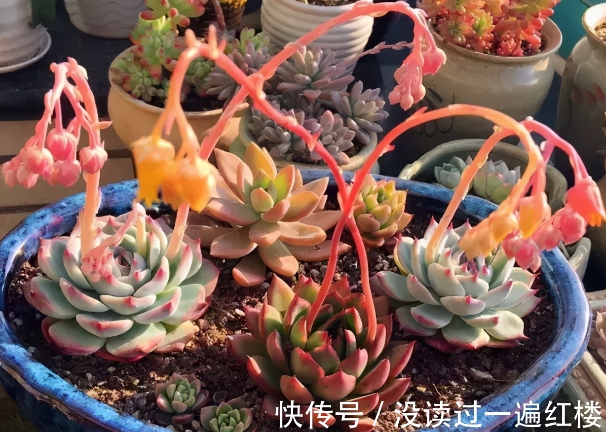 烦恼多肉开花该不该留?搞清楚“为什么”,想留就留、想剪就剪