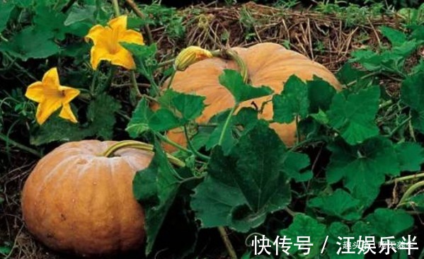 长寿老人|长寿老人爱吃的此种食物,降血糖,降血压,早知早受益