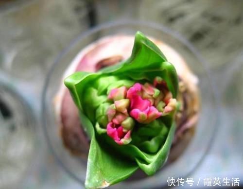 啤酒|君子兰风信子夹箭不开花,简单1招,把花拽出来!