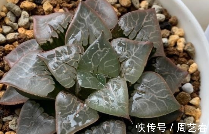 多肉植物玉露养护指南:叶子干瘪摊大饼该怎么办?