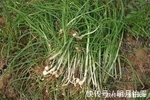 遇见|提个醒：农村荒地遇见此物，记得摘回家，好处十分的多，了解下