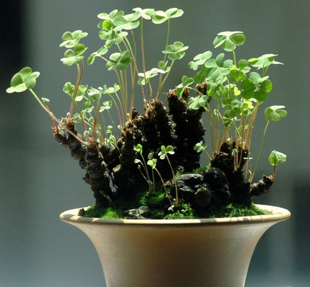 酢浆草|4种普通的小植物,挖回来做成“小盆景”,摆在桌面上清新自然