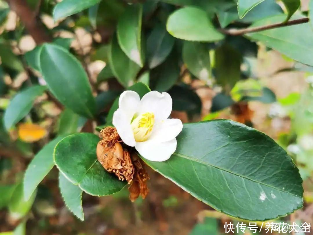  掉花苞|花还没开，花苞掉了一地，再不管就完了