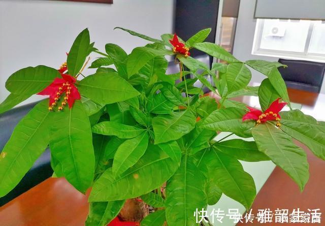 家里养了这“5种”花的,夏天要少浇水,不然一周内必挂
