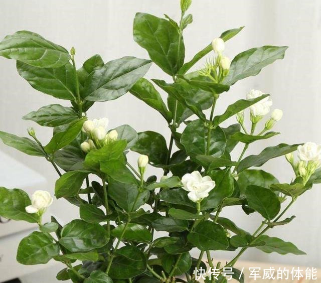 夏季将至,养几种耐热耐晒的花,不用挪来挪去,光照越强开花越旺!