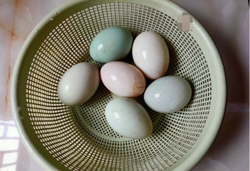 鲜美|教您一道拿手好菜,成本只要6元,简单一做比螃蟹鲜美