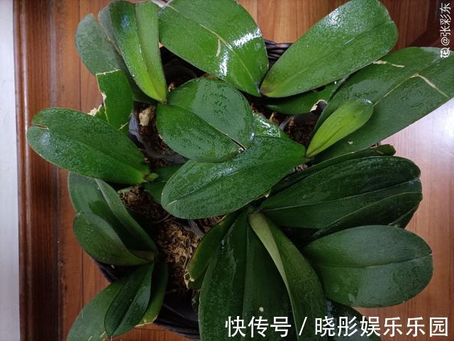 最怕晒的10种花,赶快搬进屋,否则会死掉