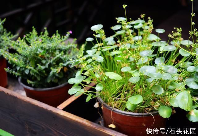 富贵竹|家里有5种花，春天记得“打头”修剪1下，这样才能长“饱满”