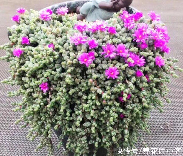 鹿角海棠|7种多肉适合“吊着养”,枝条“流出”花盆,养出状态最美