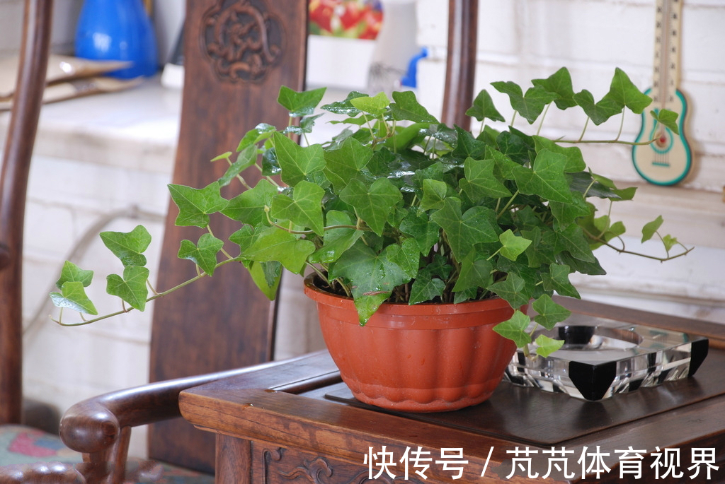 几种植物,极耐阴湿环境,即使摆放阴暗卫生间也能轻松就爆盆