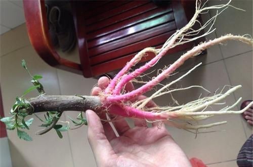 食用禁忌|曾在田边常见,嫩叶能当菜吃,如今价值颇高,老农爱挖根煲汤