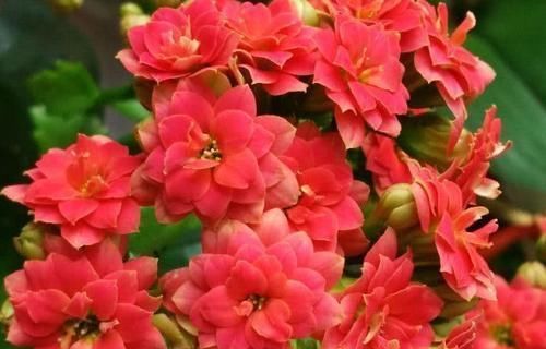 花芽|长寿花、蟹爪兰都喜欢的“神仙水”,一周喂一勺,花开满枝头!